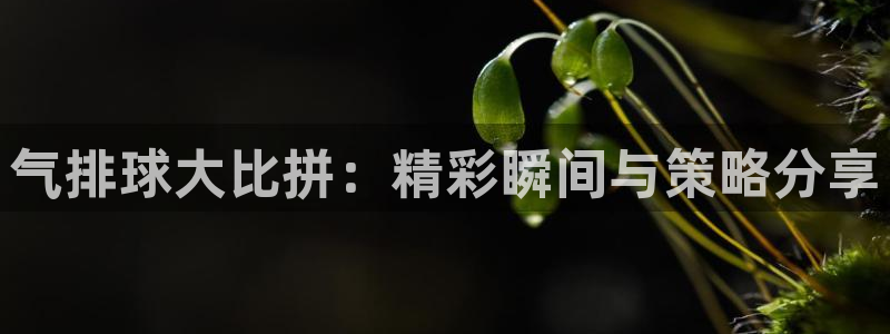  jn江南体育：气排球大比拼：精彩瞬间与策略分享